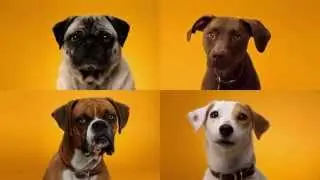 Doggy Dentures - PEDIGREE® DENTASTIX® Commercial