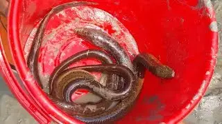Eel Fishing by Hand in Mud Water