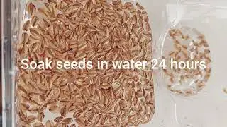 How to grow giant sequoia trees from seed