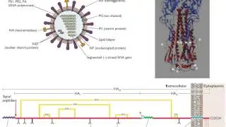 Virology 2013 Lecture #11 - Assembly