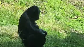 Bonobo baby is carried around by mom