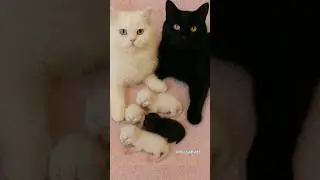Black and White Cat gave birth to Newborn Kittens #fypage #fyp #cutekitten #cutecat #cutepet #kitten