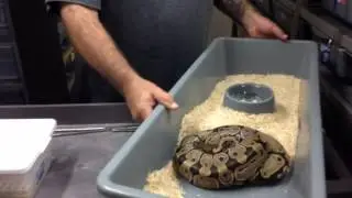Lone Star Reptiles