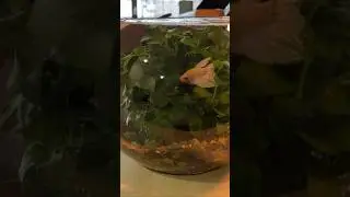 Типичные ошибки новичков в аквариумистике