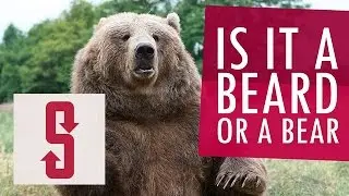 Quiz: Is It A Beard Or A Bear?
