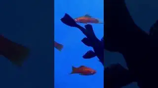 Mentiras sobre o Peixe Cascudo