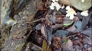 Podoscypha Mushrooms on rock in forests of Marli CanaconaTribal hamlet Goa Karnataka border 17/06/24