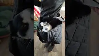 Модная сумка Fox!