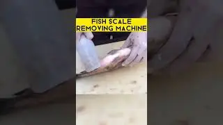 Fish Scale Removing Machine 🐟