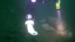 The Seattle Aquarium participates in the octopus survey