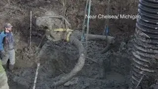 Woolly mammoth skeleton dug up by farmer