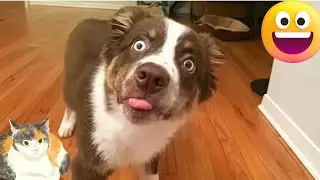 Смешные видео с питомцами 😺 Смешные СОБАКИ, КОШКИ, комедийное видео 2025 😂 Уморительные фейлы ЖИВ...