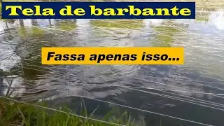 Bem-te-vi. Um predador de Tilapias. 