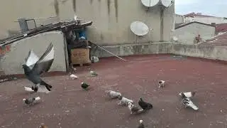 Mavi MARDİN KAÇAK BU ARALAR MARDİN GELİYOR