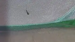 palos verdes butterfly
