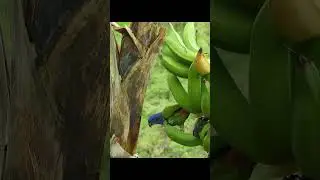 Bananas Are NOT Trees?! 🍌🌿 | Weird Plant Facts 6  #plantfacts #amazingplants #weirdplants