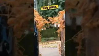 Ants Build Living Bridges (And It&rsquo;s Horrifying)