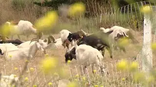 Goats arrive as fire prevention projects begin with warmer months ahead