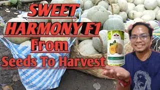 From Seeds To Harvest        