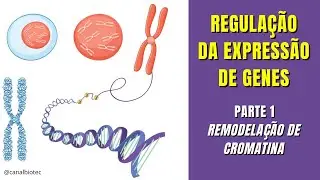REMODELAÇÃO de CROMATINA para Regulação da Expressão Gênica - parte1