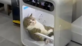 When you own the laziest cat in the world 😃