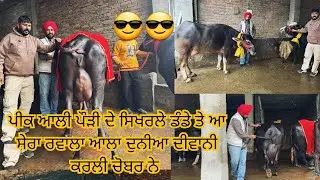 17 January 2026 ਫੋਨ 97819-47425 👈 7-8 ਝੋਟੀਆ ਵਿਕਾਊ ਸੇਰੇ ਵੀਰ ਕੋਲ ਰੇਟ ਬਿਲਕੁੱਲ 🤏🤏17+ ਆਲੀਆ ਫਿੱਟ-ਫਾਟ 🤏🤏