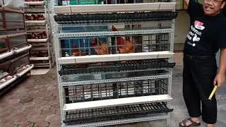 Kandang Ayam Sehat (Petelur) BJ Centre, 3 tingkat knock down