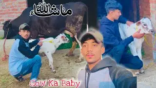 New Cow 🐄 Ka New Baby A Gaya MashaLLAH 🥰/Abdullah Jutt/