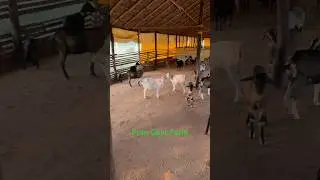 Goat farm in Jhargram | goat farming in winter #farming #goatfarming #animals #viralvideo #goatfarm