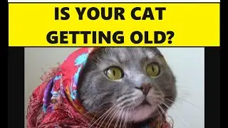Senior Cat Care 101! Essential Tips for a Smooth Transition! #cat #pets #catlover #viral #gato