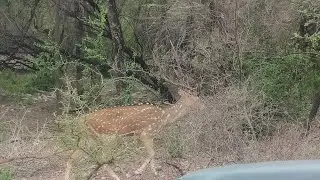 Ranthambore safari @Daar ke aage Jeet hai #wow🤘#like#nature #like#subscribe