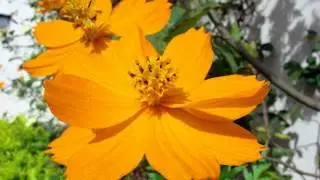 FLOR DO MUCAMBO - APOL&Ocirc;NIO CARDOSO