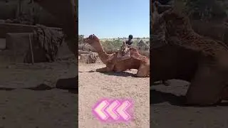 Red Camel 🐫🐫🐪 #camel #youtubeshort #shorts