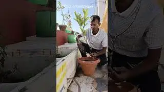 লেবু গাছের রিপটিং এখনই করো 🍋 lemon and lime plants repotting 🙏