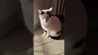 GATTI : Mil&ugrave; e mirtillo  La coppia  Fortunata. PERCHE ?
