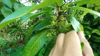 Vegetable behind the house បន្លែក្រោយផ្ទះ #countrysideviews