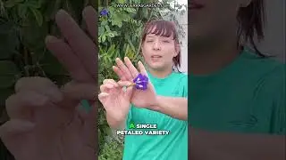 Grow Beautiful Thai Double Blue Butterfly Pea Flowers from Seed!
