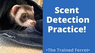 Simon the Ferret’s Scent Detection Training Session from 2/7/23!