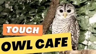 🦉Прикоснитесь к милым совам: кафе The Owl Cafe в Киото🍵🇯🇵