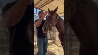 Listen to this TMJ release! Now that has to feel good! #horse #tmj #chiropracticadjustment