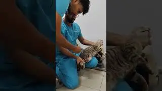 Giving Anesthesia to a Stray Cat for Safe Treatment | Stray Animal Rescue #catsanctuary #rescuecats