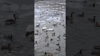 Sweden.Stockholm 🇸🇪(Str&ouml;mbron).Swans, ducks and birds.Thụy Điển.