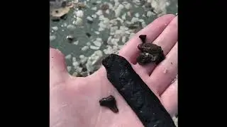 Finding Sharks Teeth in Venice, Florida