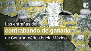 Las entra&ntilde;as del contrabando de ganado de Centroam&eacute;rica hacia M&eacute;xico