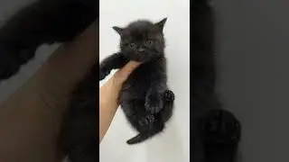 Cute Kitten loves to Meow #catlover #babycat #cute #cat #meow #funny #love