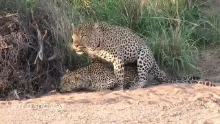 Leopard Mating Sounds &ndash; Growl &ndash; Snarl &ndash; Africa Wild Animal Sound