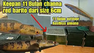 Update Channa Maru red Barito keepan 11 Bulan_dari size 6cm