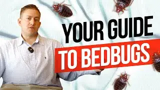 Colorado Bedbug Laws: Your Rights Explained by Attorney Matt Osborne