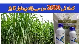 How to get Sugarcane crop yield more than 2000 mann from one acre | Kissan Ghar | Jaffer Agro