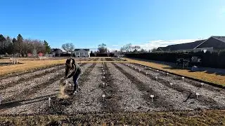 Working in the Rose Garden: Pruning & Fertilizing! 🌹✂️🌿 // Garden Answer